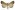 [Rhapsa scotosialis] (male). Erebidae: Hypeninae Image