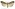 [Schrankia costaestrigalis] (female). Erebidae: Hypenodinae Image