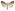[Schrankia costaestrigalis] (male). Erebidae: Hypenodinae Image