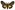 [Teia anartoides] (male). Erebidae: Lymantriinae. Introduced, eradicated.  Image