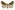 [Trigonistis anticlina] (male). Erebidae: Hypeninae Image