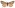 [Tyria jacobaeae] (male). Erebidae: Arctiinae Image