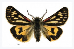 Erebidae thumbnail
