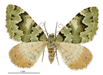 [Asaphodes adonis] (female). Geometridae: Larentiinae. Image: Birgit E. Rhode 