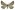 [Notoreas paradelpha] (female). Geometridae: Larentiinae Image