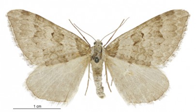 [Xanthorhoe frigida] (female). Geometridae: Larentiinae. Image: John Early and Rosemary Gilbert (AMNZ, Auckland Museum, Auckland)
