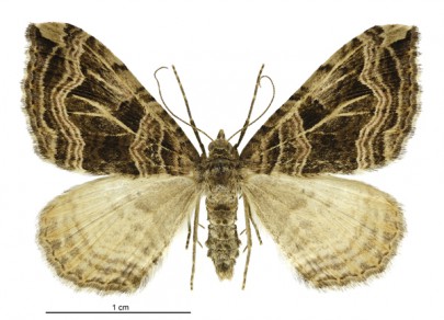 [Xanthorhoe semifissata] (female). Geometridae: Larentiinae. Image: Birgit E. Rhode
