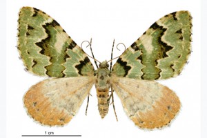 Geometridae thumbnail