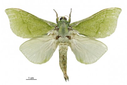 [Aenetus virescens] (male). Hepialidae. Image: Birgit E. Rhode