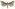 [Aoraia aurimaculata] (male). Hepialidae Image