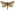 [Aoraia dinodes] (male). Hepialidae Image