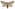 [Aoraia enysii] (female). Hepialidae Image