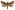 [Aoraia enysii] (male). Hepialidae Image