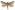 [Aoraia lenis] (male). Hepialidae Image