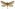 [Aoraia rufivena] (male). Hepialidae Image