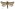 [Aoraia senex] (male). Hepialidae Image
