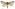 [Cladoxycanus minos] (male). Hepialidae Image