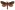 [Dumbletonius unimaculatus] (male). Hepialidae Image