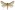 [Heloxycanus patricki] (male). Hepialidae Image