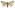 [Wiseana cervinata] (female). Hepialidae Image