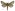 [Wiseana cervinata] (male). Hepialidae Image