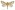 [Wiseana copularis] (male). Hepialidae Image