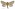 [Wiseana fuliginea] (male). Hepialidae Image