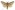 [Wiseana signata] (male). Hepialidae Image