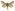 [Wiseana umbraculata] (male). Hepialidae Image