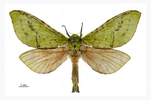 Hepialidae thumb