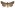 [Graphania lithias] (male). Noctuidae: Noctuinae Image