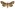 [Meterana stipata] (female). Noctuidae: Noctuinae Image