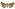 [Agrotis admirationis] (female). Noctuidae: Noctuinae Image