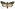 [Agrotis infusa] (female). Noctuidae: Noctuinae. Regular migrant to New Zealand.  Image