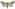 [Agrotis innominata] (male). Noctuidae: Noctuinae Image