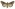 [Agrotis ipsilon] (female). Noctuidae: Noctuinae Image