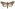 [Agrotis ipsilon] (male). Noctuidae: Noctuinae Image