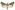 [Agrotis munda] (male). Noctuidae: Noctuinae. Regular migrant to New Zealand.  Image