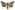 [Aletia s.l. cucullina] (male). Noctuidae: Noctuinae Image