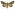 [Aletia s.l. dentata] (male). Noctuidae: Noctuinae Image