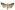 [Aletia s.l. inconstans] (female). Noctuidae: Noctuinae Image