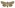 [Aletia s.l. lacustris] (male). Noctuidae: Noctuinae Image