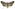 [Aletia s.l. moderata] (female). Noctuidae: Noctuinae Image
