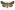 [Aletia s.l. moderata] (male). Noctuidae: Noctuinae Image