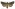 [Aletia s.l. parmata] (female). Noctuidae: Noctuinae Image