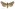 [Aletia s.l. parmata] (male). Noctuidae: Noctuinae Image