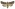 [Aletia s.l. sistens] (female). Noctuidae: Noctuinae Image