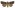 [Andesia s.l. pessota] (female). Noctuidae: Noctuinae Image