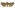 [Andesia s.l. pessota] (male). Noctuidae: Noctuinae Image