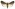 [Athetis tenuis] (male). Noctuidae: Noctuinae Image